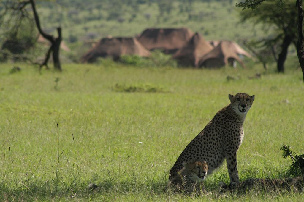 Vila Amani Mara Camp Maasai Mara Exteriér fotografie